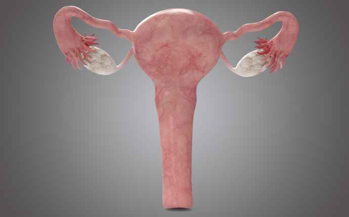 Bild på kvinnans könsorgan – Livmoder, livmoderhalshals, äggledare och äggstockar