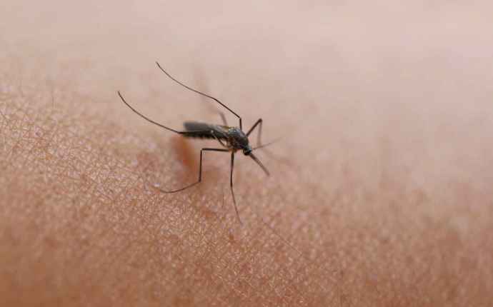 Nytt resevaccin ska förebygga denguefeber