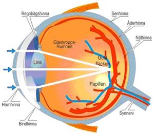 Ögats uppbyggnad - Illustration av ögats olika delar från sidan.